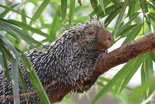 a closeup of a cute Brazilian porcupine (Coendou prehensilis) on the tree