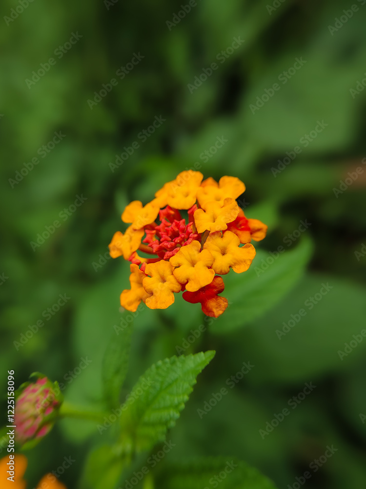 Chicken manure plant, saliara or flowering tembelekan (Lantana camara) Chicken manure plant, saliara or flowering tembelekan (Lantana camara)