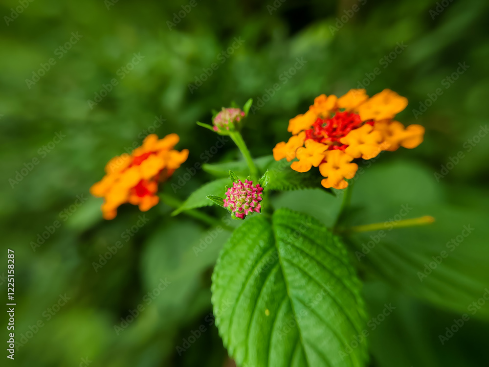 Chicken manure plant, saliara or flowering tembelekan (Lantana camara) Chicken manure plant, saliara or flowering tembelekan (Lantana camara)