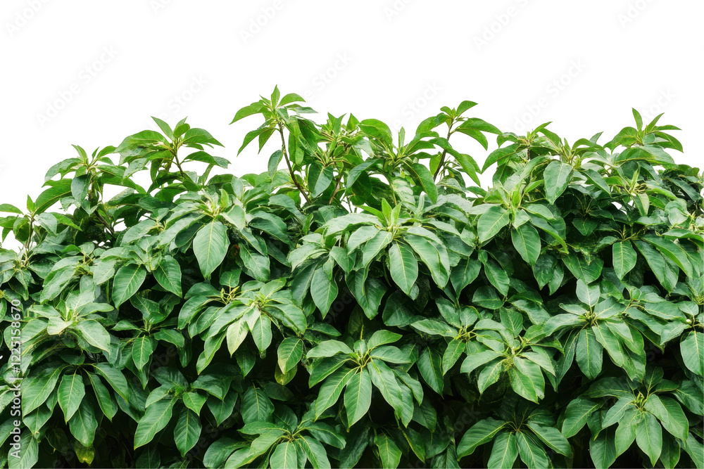 Dense green foliage with vibrant leaves creating a lush, natural backdrop. Dense green foliage with vibrant leaves creating a lush, natural backdrop.