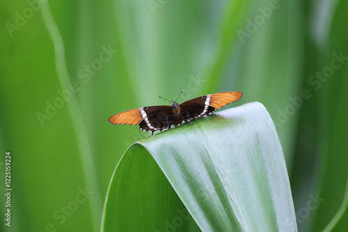 beautiful butterfly on green leaf  in the garden
