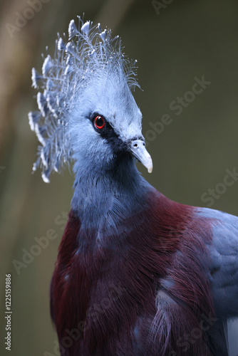 Victoria crowned pigeon (Goura victoria) on green natural background