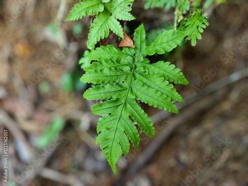 Close-up shot of bright green fern leaves with intricate patterns in a forest setting, surrounded by blurred earth tones and nature. photo