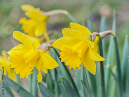 close up on beautiful yellow daffodils blooming in a garden