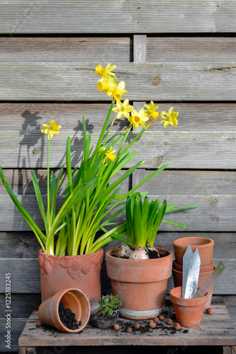potted of narcissus and Hyacinth with terra cotta flower pot on wooden backgr...