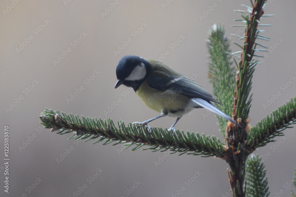 Obraz premium cinciallegra