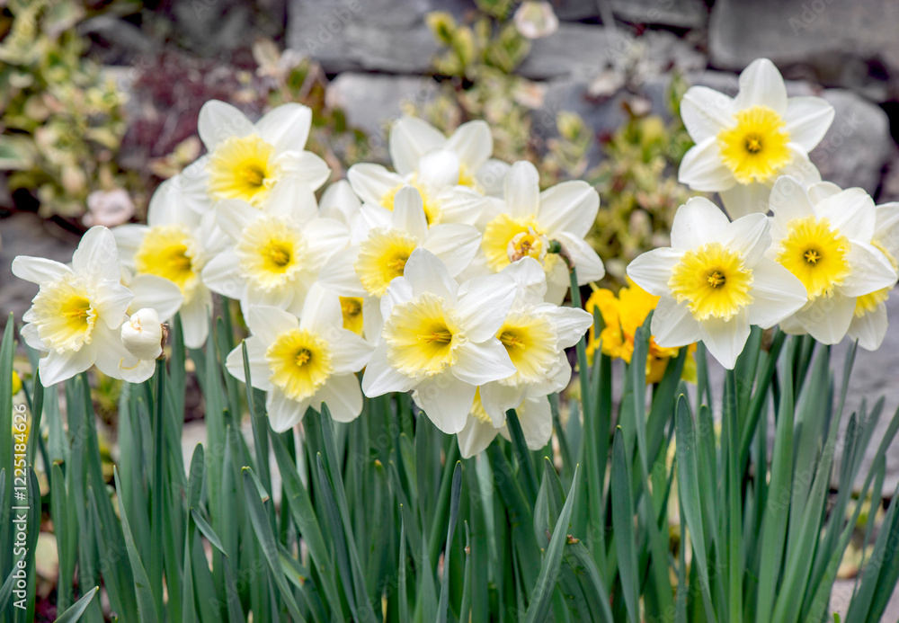 close up on beautiful yellow daffodils blooming in a garden close up on beautiful yellow daffodils blooming in a garden
