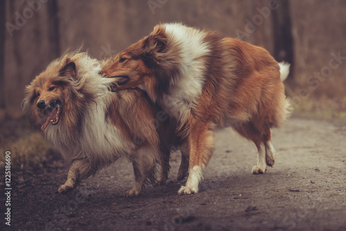 2 junge rough Collies britisch und amerikanisch sable white im Wald Winter Herbst Var. 23 photo