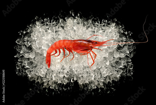Raw red shrimp on ice on black background