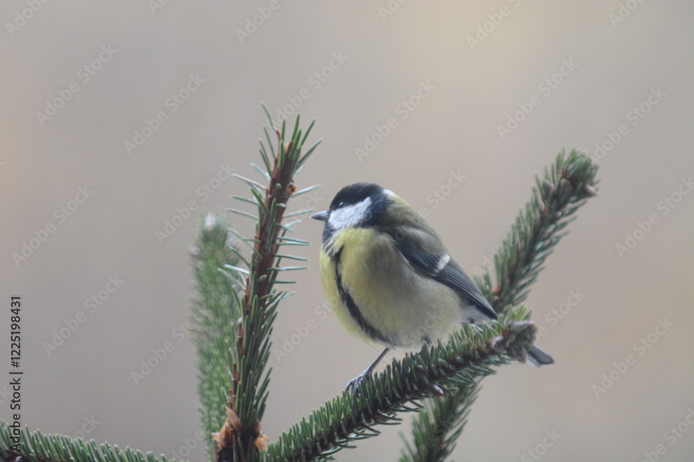 Fototapeta premium cinciallegra