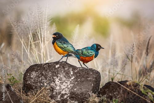 Three-color spreo in African savannah, African birds photo