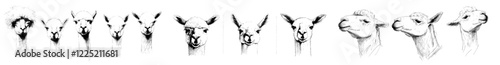 Isolated vintage lama set illustration in ink sketch. Background features an alpaca, American animal silhouette in art. Modern, black and white hand-drawn image