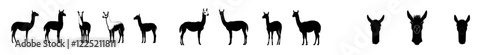 Llama alpaca silhouettes set, featuring a large pack of modern design, against an isolated white background
