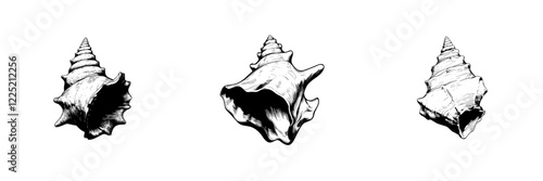 Modern Seashell. Hand-drawn illustration of a sea shell on an isolated background. Outline style drawing of a scallop. Sketch of a cockleshell painted with black ink