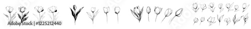 Spring flowers - Tulips. A modern hand-drawn illustration showcasing blooming tulips and a bud on a clean background. Comes with an outline of leaves. Rendered in line art style using black ink