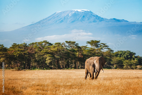 Elephant walks through the savannah with Mount Kilimanjaro in the background