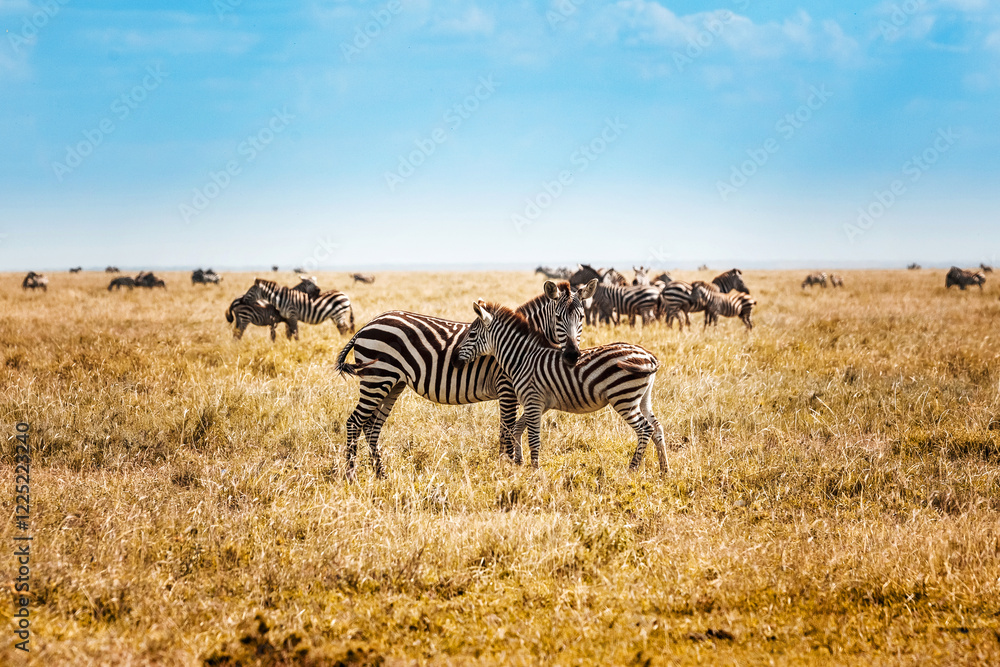 Fototapeta premium Zebra with baby in the African savannah