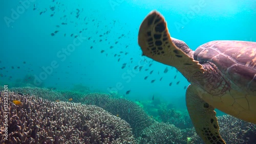 Diving with sea turtles near the islands of Apo and Negros. Philippines.    
