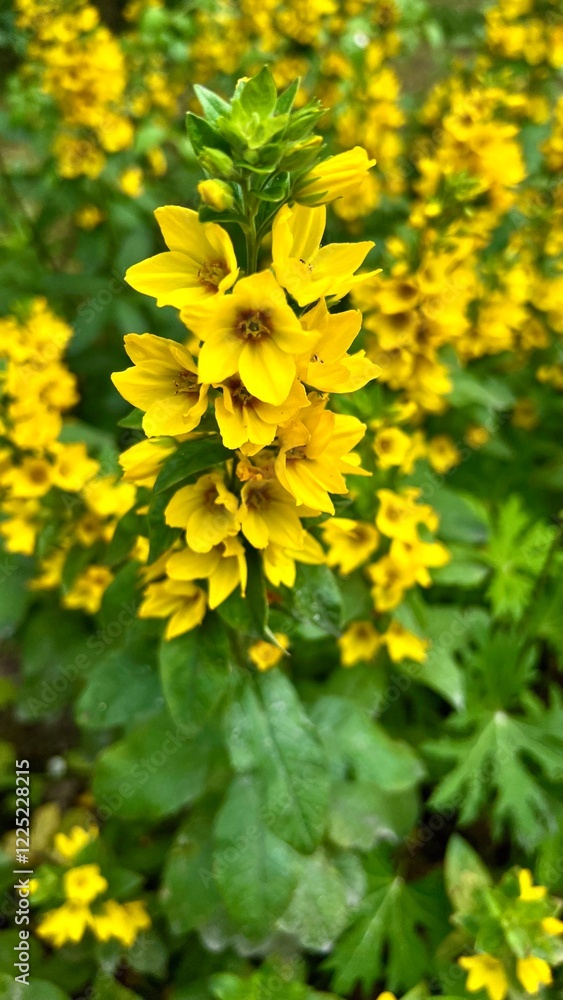 Vertical photo of a large yellow loosestrife flower in full bloom. Perfect for themes of nature, gardening, and botanical beauty. Ideal for floral and outdoor visuals. Vertical photo of a large yellow loosestrife flower in full bloom. Perfect for themes of nature, gardening, and botanical beauty. Ideal for floral and outdoor visuals.