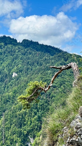 Vertical photo of a relict pine atop Mount Sokolica in Pieniny National Park, Poland. Perfect for hiking, traveling, and outdoor activity themes. Ideal for nature and adventure visuals. photo