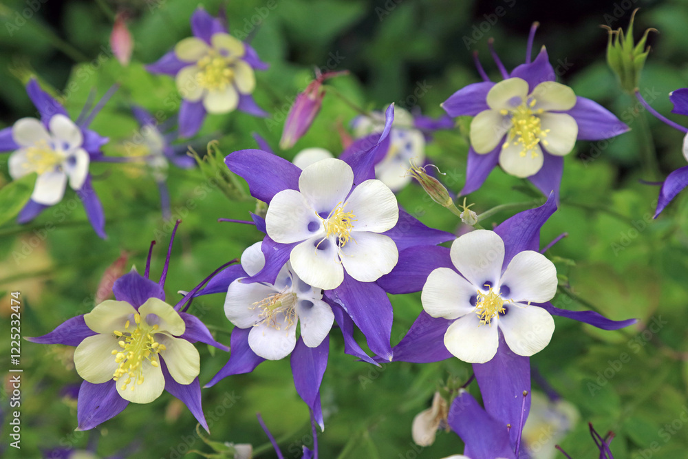 Bed of purple and white Columbine flowers, Derbyshire England Bed of purple and white Columbine flowers, Derbyshire England