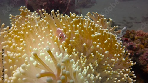 Symbiosis of anemones and amphiprions. Diving near the islands of Apo and Negros. Philippines. 