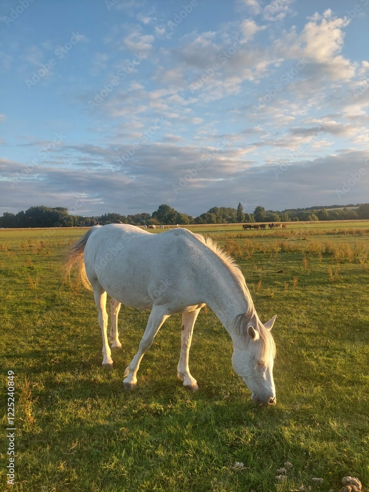 Fototapeta premium White horse in field