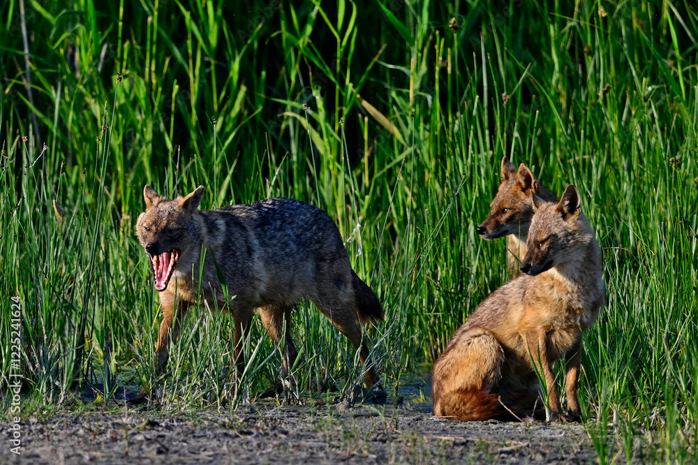 Golden jackals at Danube Delta, Romania // Goldschakale im Donaudelta, Rumänien (Canis aureus moreoticus) Golden jackals at Danube Delta, Romania // Goldschakale im Donaudelta, Rumänien (Canis aureus moreoticus)