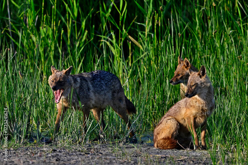 Golden jackals at Danube Delta, Romania // Goldschakale im Donaudelta, Rumänien (Canis aureus moreoticus)  photo