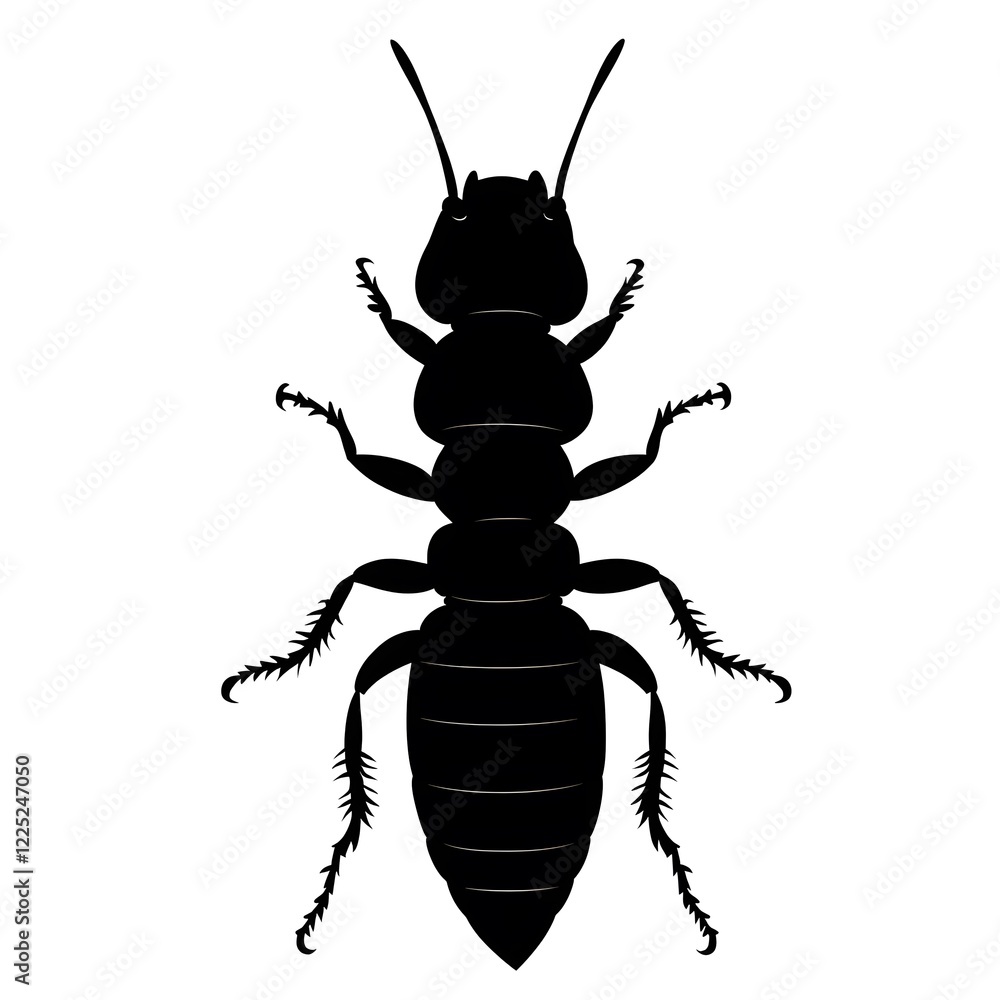 black and white beetle black and white beetle
