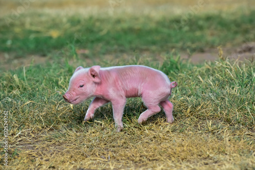 Piglet newborn baby, in farm landscape. photo