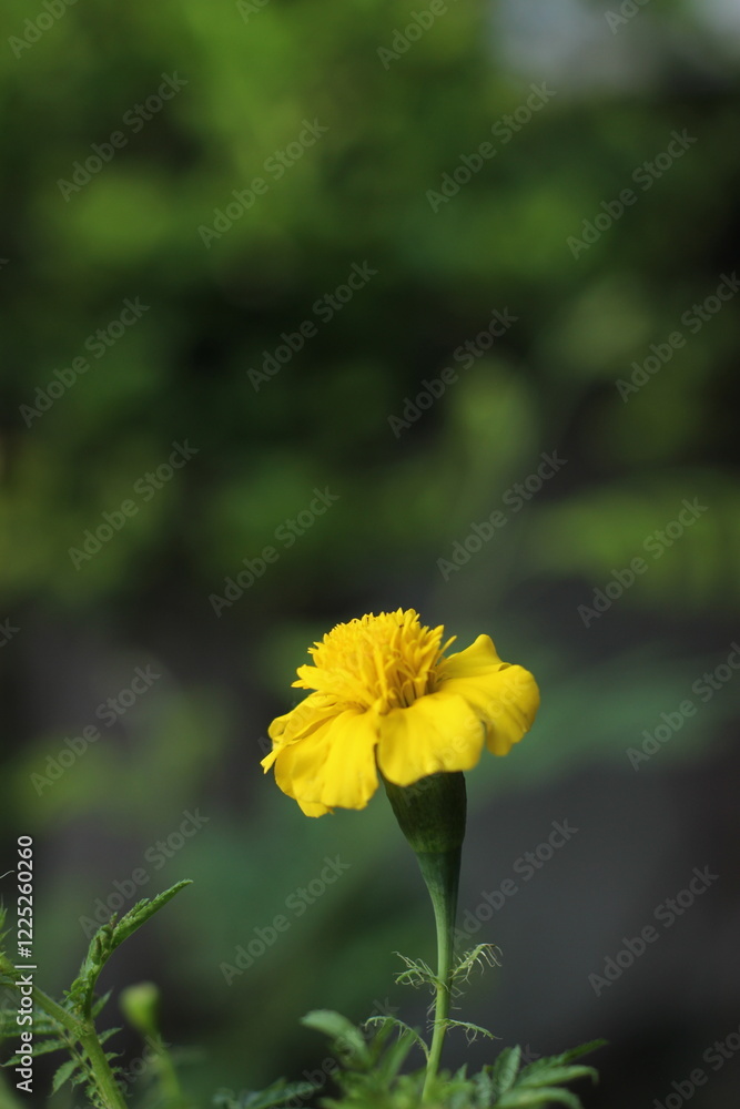 Fototapeta premium yellow flower in the garden