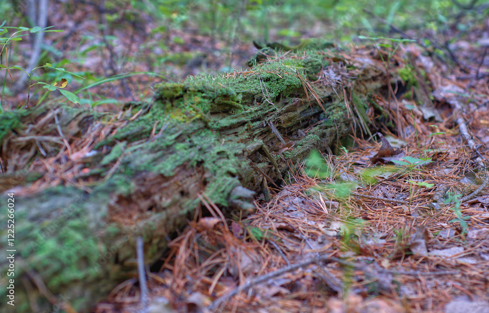 moss on an old tree moss on an old tree