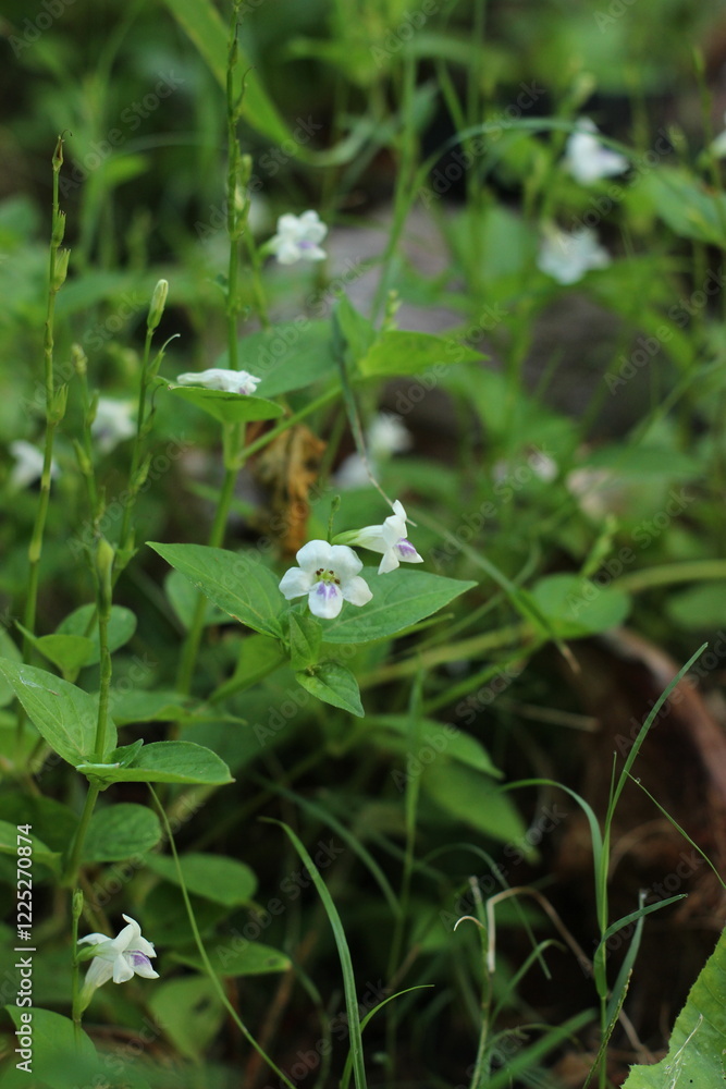 flowers in the forest flowers in the forest