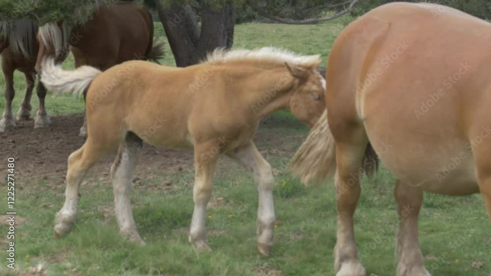 Horses, mares and foals in a field. High quality 4k footage Horses, mares and foals in a field. High quality 4k footage