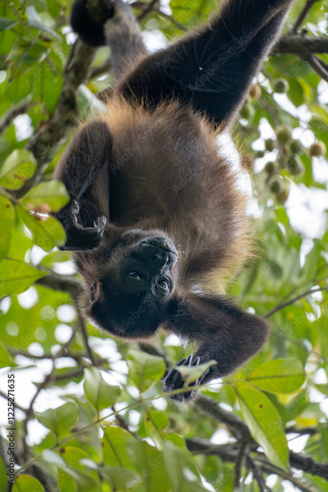 howler monkey hanging in a tree howler monkey hanging in a tree