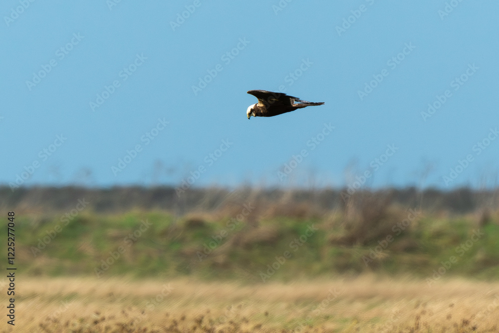 Busard des roseaux,.Circus aeruginosus, Western Marsh Harrier Busard des roseaux,.Circus aeruginosus, Western Marsh Harrier