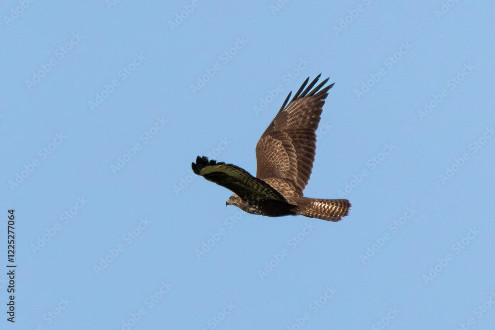 Busard des roseaux,.Circus aeruginosus, Western Marsh Harrier Busard des roseaux,.Circus aeruginosus, Western Marsh Harrier