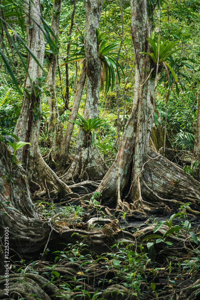 Fototapeta premium tree in the forest
