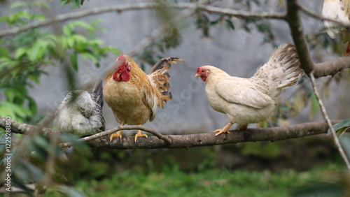 a group of chickens perched on a tree branch.
