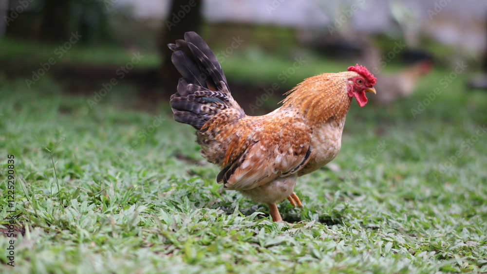 Fototapeta premium a rooster standing on a lush green lawn. The rooster is brown with a red comb and a black tail.