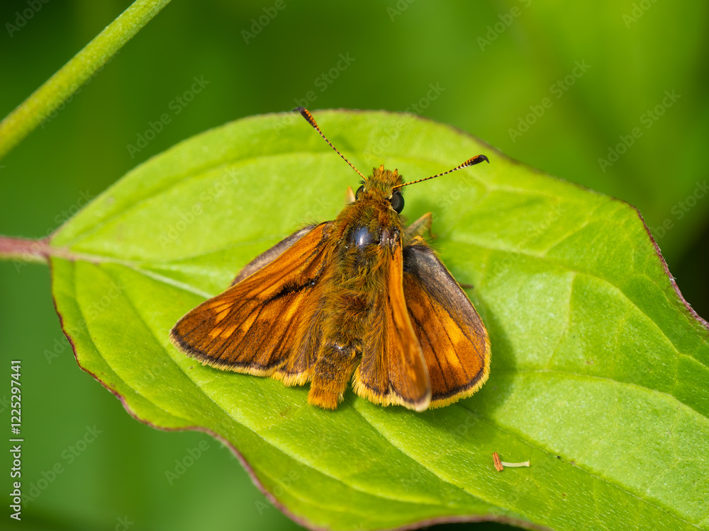 Large Skipper Butterfly. Wings Open. Large Skipper Butterfly. Wings Open.