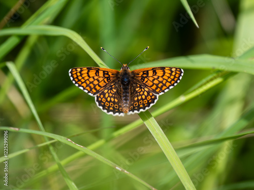 Glanville Fritillary Butterfly. Wings  Closed photo