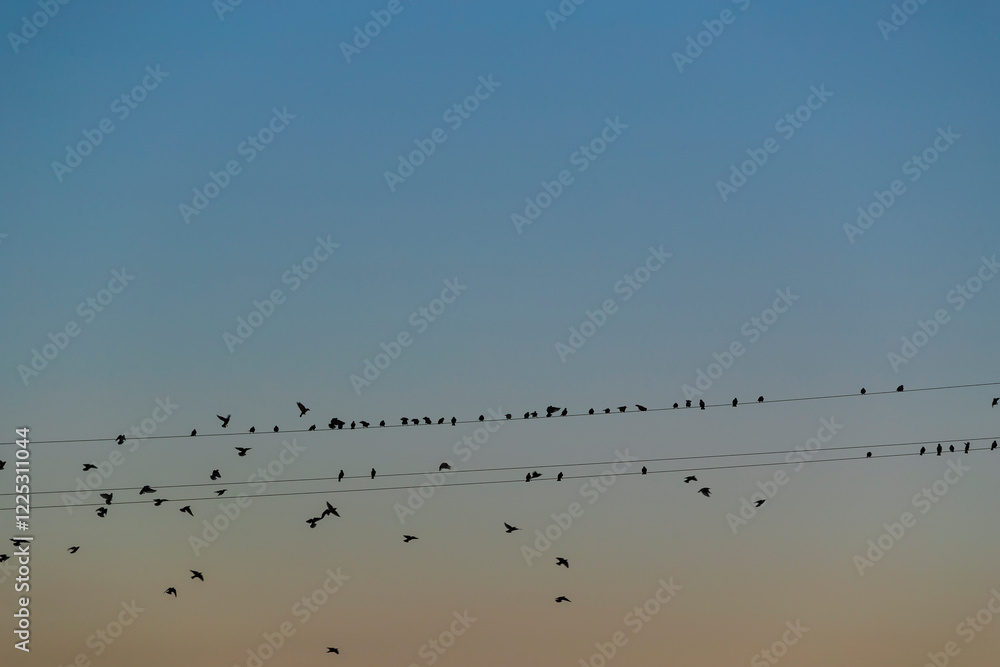 Flock of birds Flock of birds