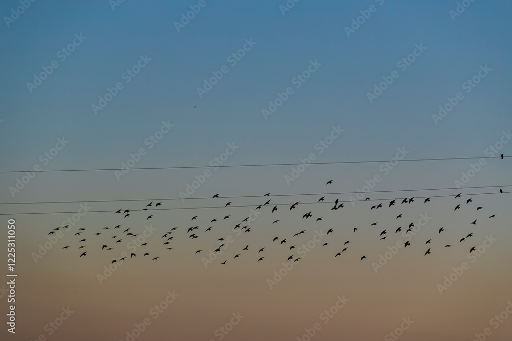 Flock of birds