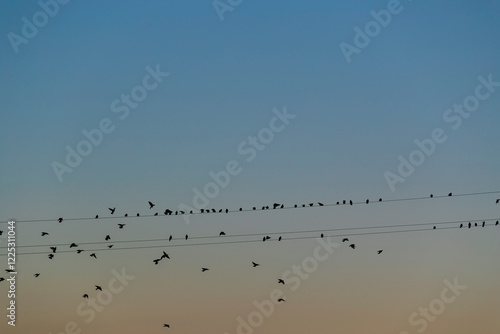 Obraz na płótnie Flock of birds w salonie