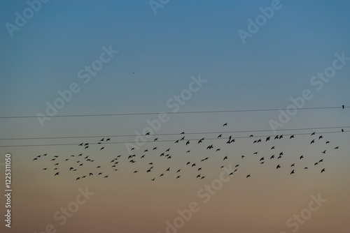 Obraz na płótnie Flock of birds w salonie