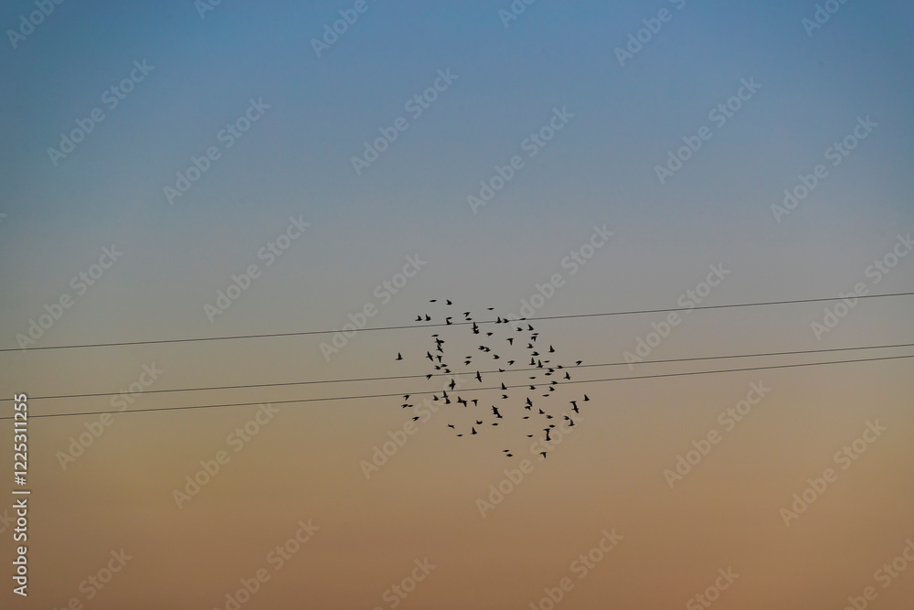 Flock of birds