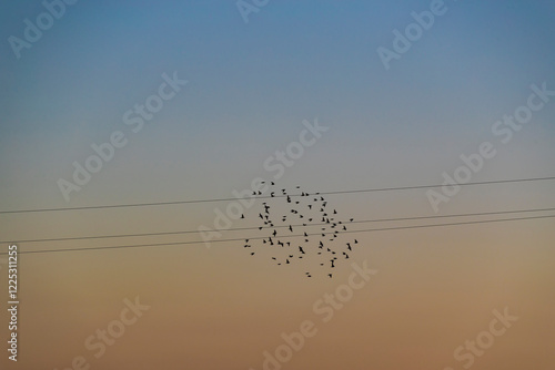 Obraz na płótnie Flock of birds w salonie