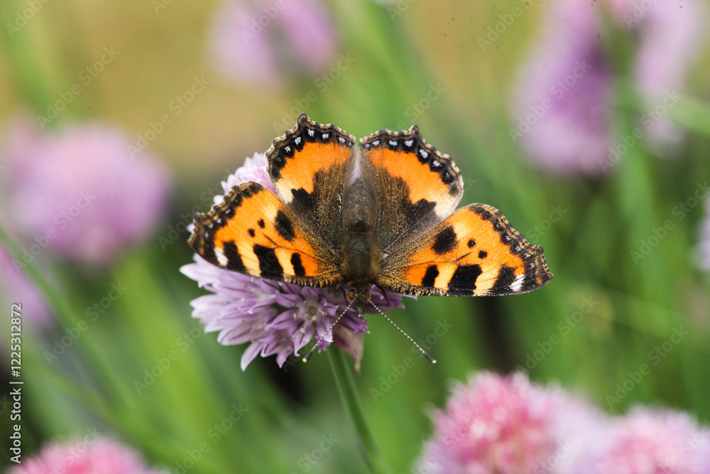 Noble butterfly landing on onion blossom showing his beautiful coloured wings Noble butterfly landing on onion blossom showing his beautiful coloured wings